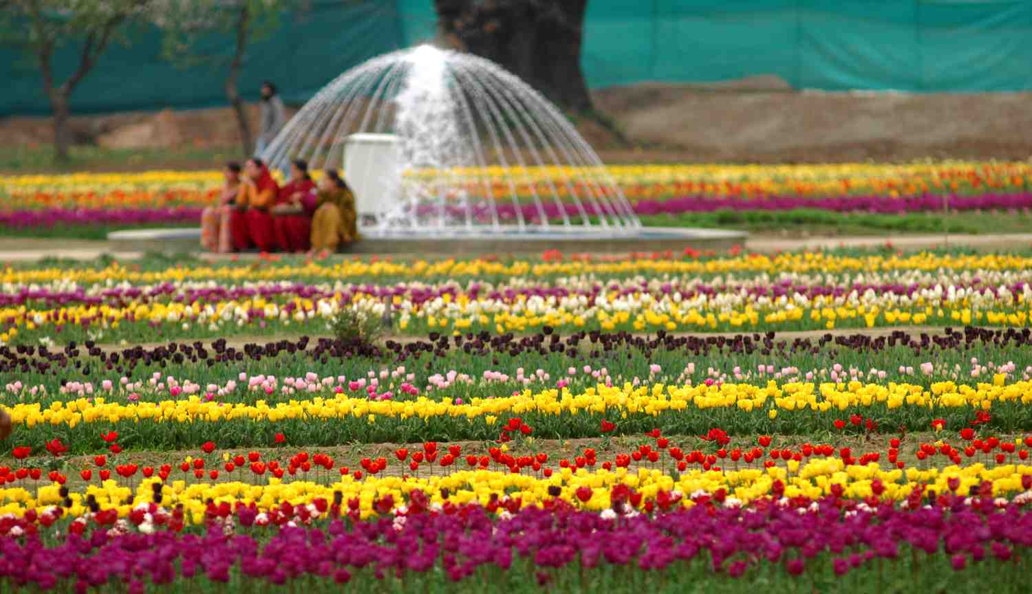 tulips1.jpg