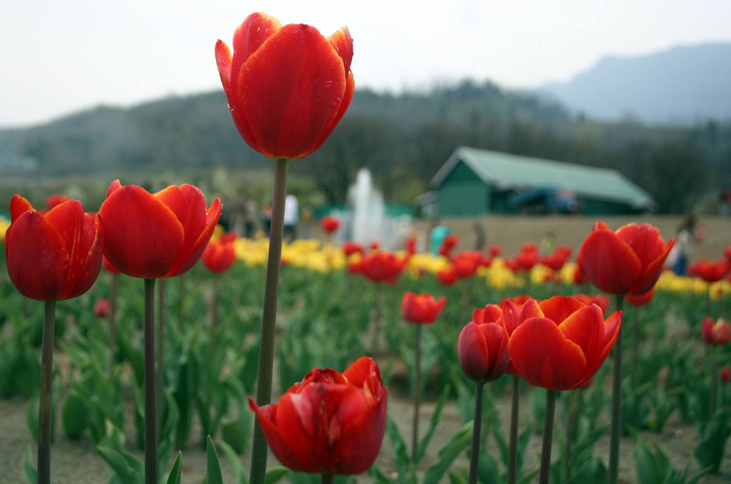 tulips3.jpg