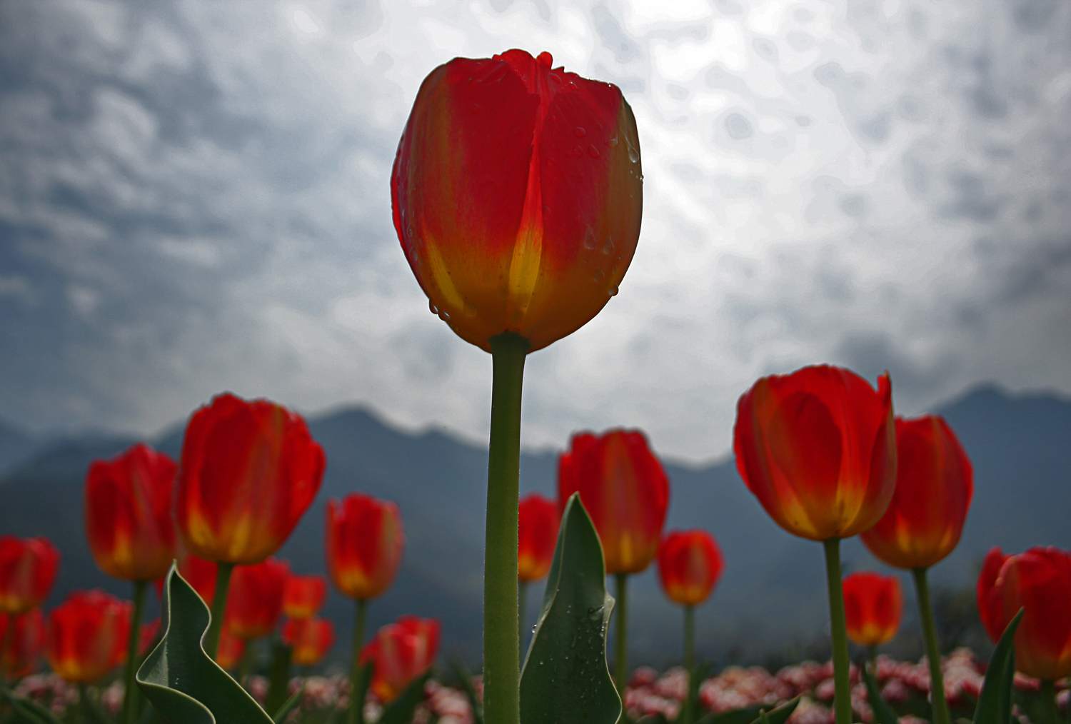tulips4.jpg